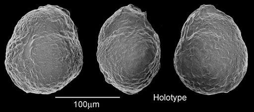 Catapsydrax parvulus Bolli et al., 1957