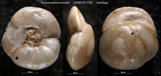 Sestronophora arnoldi Loeblich & Tappan, 1957