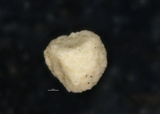 Crithionina rara Moreman, 1930