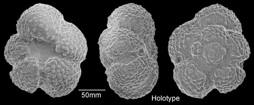 Globigerina ciperoensis angulisuturalis Bolli, 1954