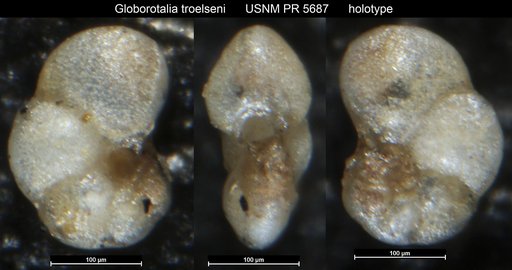 Globorotalia troelseni Loeblich & Tappan Loeblich, 1957