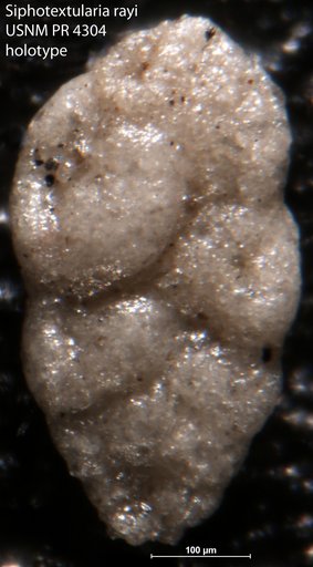 Siphotextularia ? rayi Tappan Loeblich, 1957