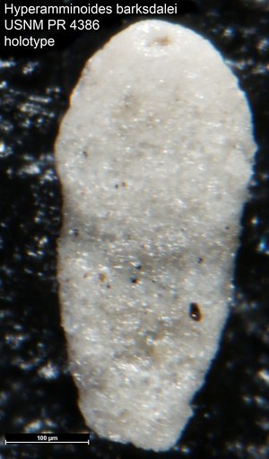Hyperamminoides barksdalei Tappan Loeblich, 1957