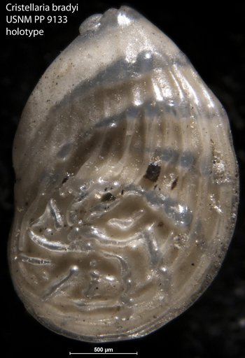 Cristellaria bradyi Cushman, 1917