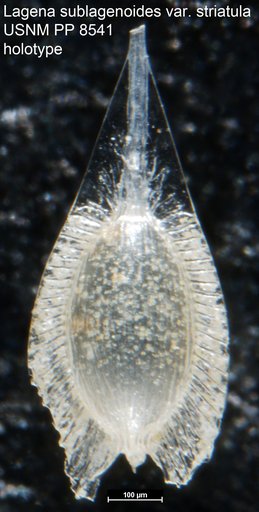 Lagena sublagenoides var. striatula Cushman, 1913