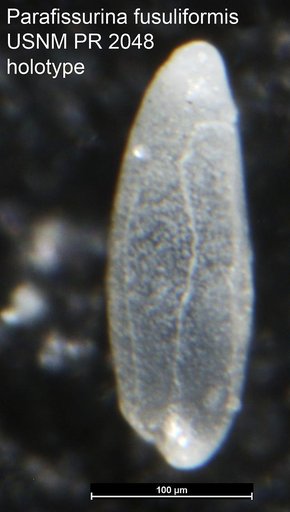 Parafissurina fusuliformis Loeblich & Tappan, 1953