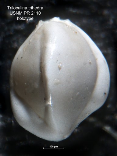 Triloculina trihedra Loeblich & Tappan, 1953