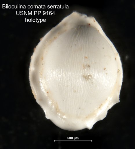 Biloculina comata serratula Cushman, 1917