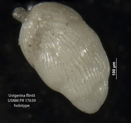 Uvigerina flintii Cushman, 1923