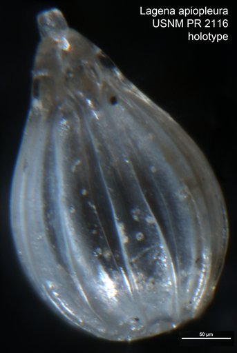 Lagena apiopleura Loeblich & Tappan Loeblich, 1953