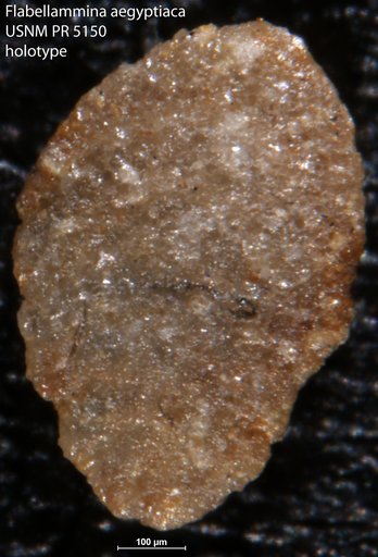 Flabellammina aegyptiaca Said & Barakat, 1957