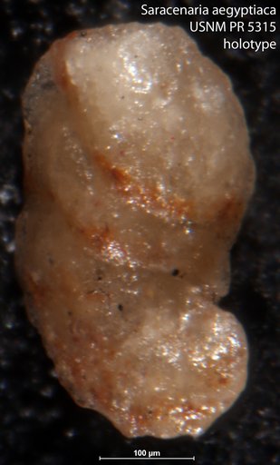 Saracenaria aegyptiaca Said & Barakat, 1958