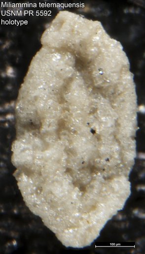Miliammina telemaquensis Saunders, 1958