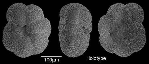 Globorotalia (Turborotalia) pseudokugleri Blow, 1969