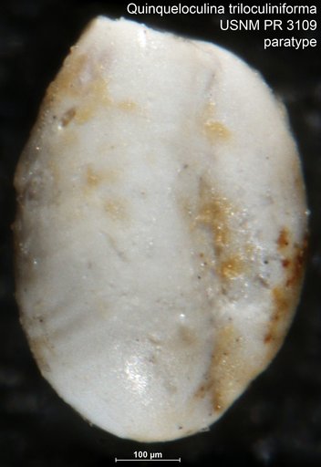 Quinqueloculina triloculiniforma McLean, 1956