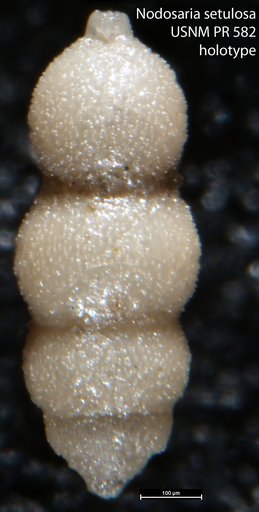 Nodosaria setulosa Emiliani, 1954