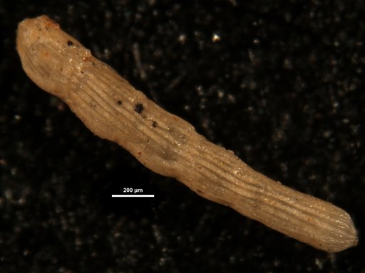 Chrysalogonium tapanae Said & Kenawy, 1956