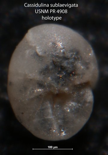 Cassidulina sublaevigata Hofker, 1956