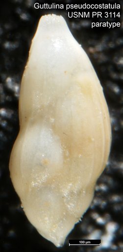 Guttulina pseudocostatula McLean, 1956