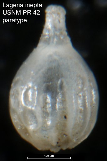 Lagena inepta Cushman & McCulloch, 1950