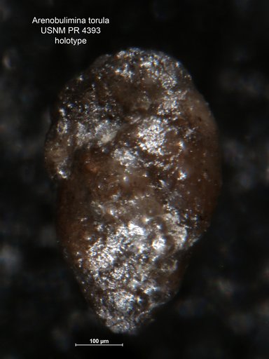 Arenobulimina torula Tappan Loeblich, 1957