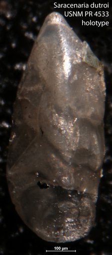 Saracenaria dutroi Tappan Loeblich, 1957