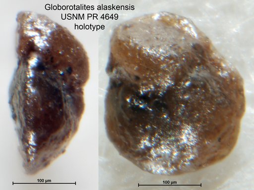 Globorotalites alaskensis Tappan Loeblich, 1957