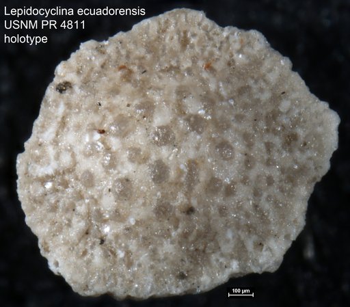 Lepidocyclina ecuadorensis Hofker, 1956