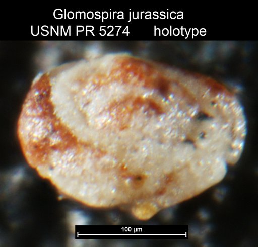 Glomospira jurassica Said & Barakat, 1958
