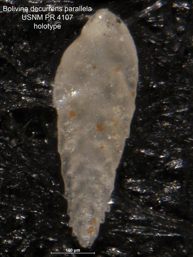 Bolivina decurrens parallela Said & Kenawy, 1956