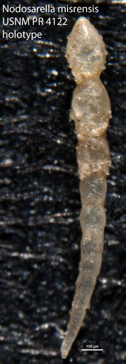 Nodosarella misrensis Said & Kenawy, 1956