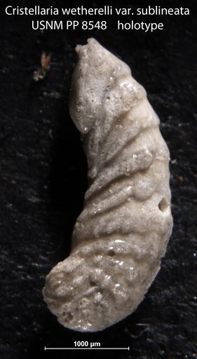 Cristellaria wetherellii var. sublineata Cushman, 1913