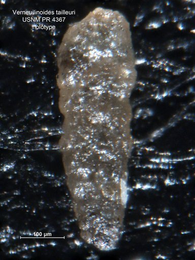 Verneuilinoides tailleuri Tappan Loeblich, 1957