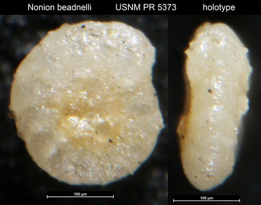 Nonion beadnelli Said & Kenawy, 1957