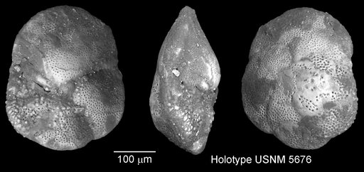 Globorotalia archeomenardii Bolli, 1957