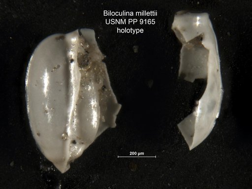 Biloculina millettii Cushman, 1917