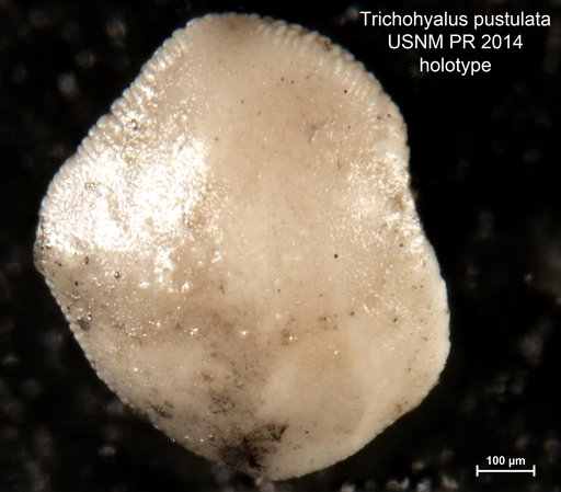 Trichohyalus pustulata Loeblich & Tappan, 1953
