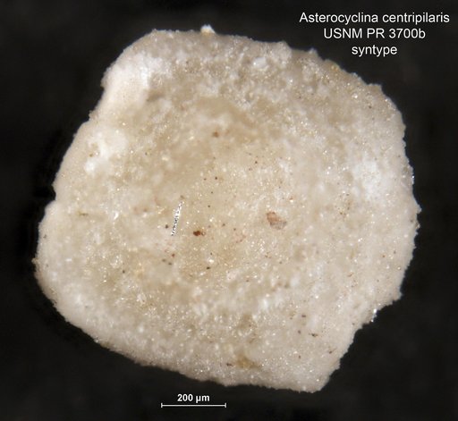 Asterocyclina centripilaris Cole, 1957