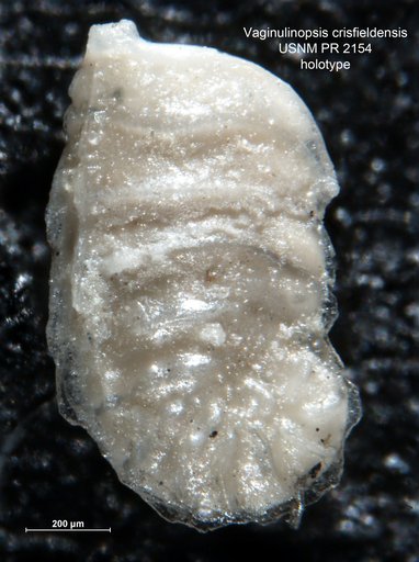 Vaginulinopsis ? crisfieldensis McLean, 1955