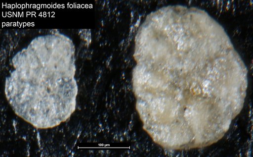 Haplophragmoides foliacea Montanaro Gallitellli, 1955