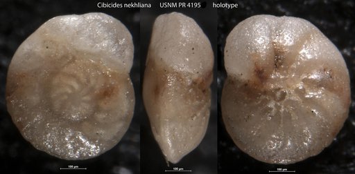 Cibicides nekhliana Said & Kenawy, 1956