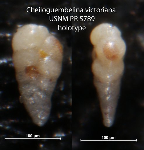 Chiloguembelina victoriana Beckmann, 1957