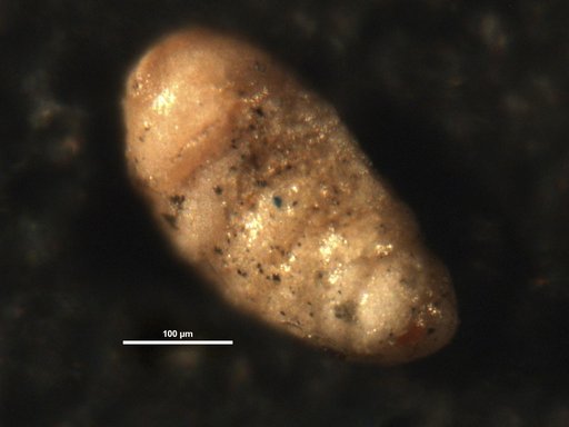 Wheelerella magdalenaensis Petters, 1954