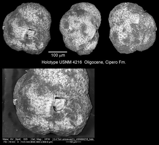 Catapsydrax unicavus Bolli et al., 1957