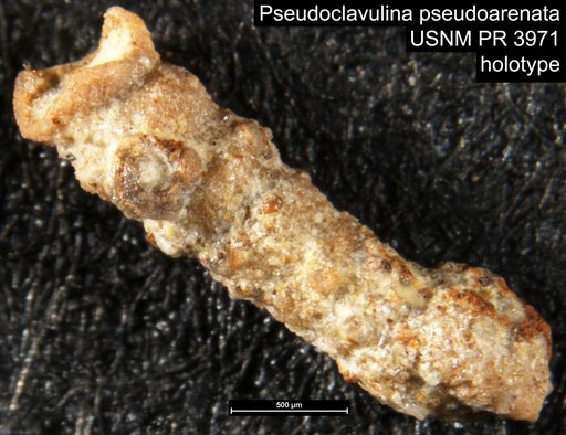 Pseudoclavulina pseudoarenata Said & Kenawy, 1956