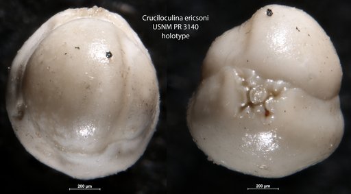 Cruciloculina ericsoni Loeblich & Tappan Loeblich, 1957