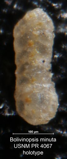 Bolivinopsis minuta Said & Kenawy, 1956