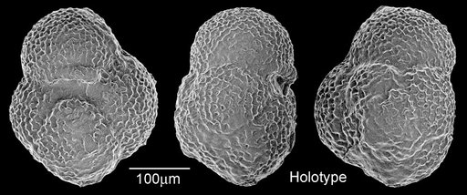 Globigerina druryi Akers, 1955