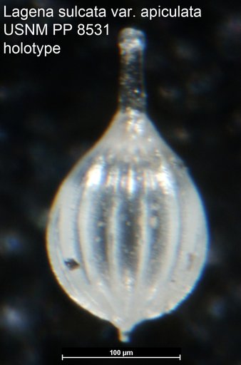Lagena sulcata var. apiculata Cushman, 1913