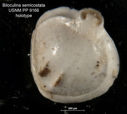Biloculina semicostata Cushman, 1917